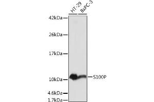 Western blot analysis of extracts of various cell lines, using S100P antibody (ABIN7270133) at 1:1000 dilution. (S100P anticorps  (AA 1-95))