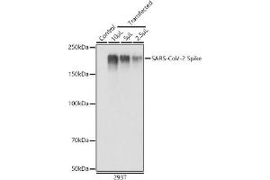 Western blot analysis of extracts of 293T cells, using SARS-CoV-2 Spike antibody (ABIN7266506) at 1:1000 dilution. (Coronavirus Spike Glycoprotein anticorps)