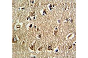 IHC analysis of FFPE human brain tissue stained with RAN antibody