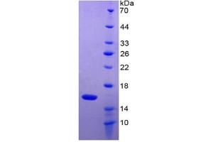 SDS-PAGE of Protein Standard from the Kit  (Highly purified E.