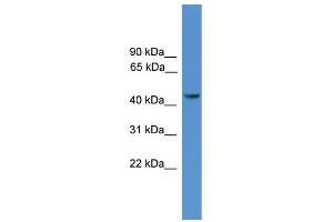 WB Suggested Anti-SYT12 Antibody Titration: 1. (SYT12 anticorps  (N-Term))