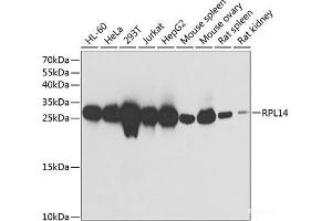Western blot analysis of extracts of various cell lines using RPL14 Polyclonal Antibody at dilution of 1:1000. (RPL14 anticorps)