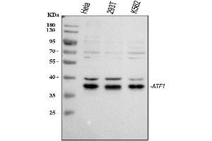 Western blot analysis of ATF1 using anti-ATF1 antibody (ABIN3043723). (AFT1 anticorps  (AA 1-271))