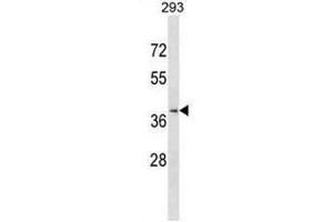 CCRL2 Antibody (Center) western blot analysis in 293 cell line lysates (35µg/lane).