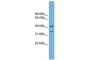 Image no. 1 for anti-Forkhead Box S1 (FOXS1) (AA 251-300) antibody (ABIN6744562)