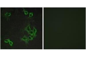 Immunofluorescence (IF) image for anti-Chemokine (C-C Motif) Receptor-Like 1 (CCRL1) (AA 5-54) antibody (ABIN2890756) (CCRL1 anticorps  (AA 5-54))