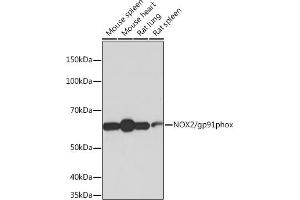 Western blot analysis of extracts of various cell lines, using NOX2/gp91phox antibody (ABIN7266629) at 1:1000 dilution. (CYBB anticorps)