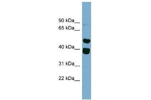 WB Suggested Anti-TRIM49 Antibody Titration: 0. (TRIM49 anticorps  (Middle Region))