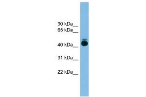 WB Suggested Anti-GPR87 Antibody Titration: 0.