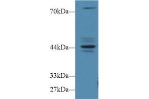 Western blot analysis of Human MCF7 cell lysate, using Human FBS Antibody (1 µg/ml) and HRP-conjugated Goat Anti-Rabbit antibody ( (Fibrosin anticorps  (AA 1-250))