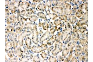 IHC-P testing of TIMP4 antibody and rat kidney tissue (TIMP4 anticorps  (AA 208-224))