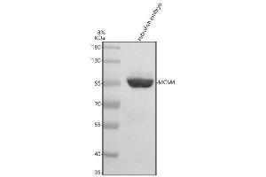 Western blot analysis of MCM4 using anti-MCM4 antibody (AZQ6NZV2).
