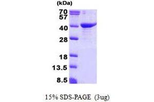 Image no. 1 for GULP, Engulfment Adaptor PTB Domain Containing 1 (GULP1) protein (His tag) (ABIN1098569)