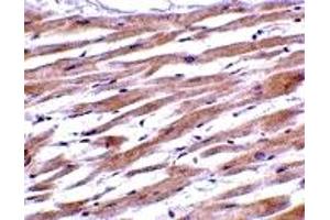 Immunohistochemistry (IHC) image for anti-Uracil-DNA Glycosylase (UNG) (C-Term) antibody (ABIN1030793)