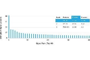 Protein Array (PAr) image for anti-Contactin 2 (Axonal) (CNTN2) antibody (ABIN7456332)