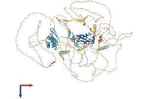 CRAMP1 (AA 1-1269) protein (His tag)