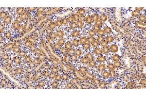 Detection of HO1 in Mouse Kidney Tissue using Polyclonal Antibody to Heme Oxygenase 1 (HO1)