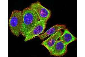 Immunofluorescence analysis of Hela cells using PRKAB2 mouse mAb (green).