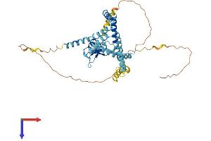 AlphaFold protein structure predicition of Human Recombinant ZFYVE27 Protein, UniprotID Q5T4F4