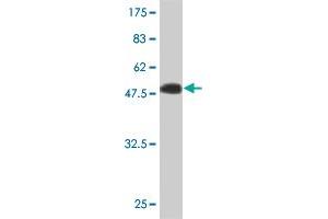 Western Blot detection against Immunogen (49. (IGSF6 anticorps  (AA 29-241))