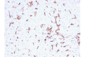 Formalin-fixed, paraffin-embedded human Spleen stained with AIF1 / Iba1 Mouse Monoclonal Antibody (AIF1/2493).