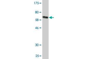 Western Blot detection against Immunogen (71. (TUFM anticorps  (AA 40-455))
