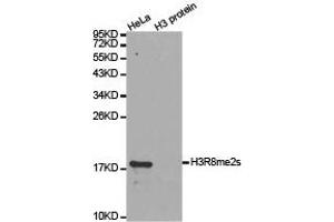 Western blot analysis of extracts of HeLa cell line and H3 protein expressed in E. (Histone 3 anticorps  (H3R8me2s))
