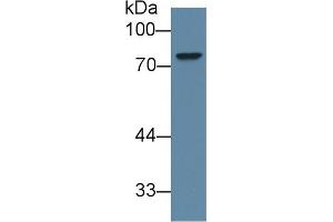 Western Blot; Sample: Human 293T cell lysate; Primary Ab: 1µg/ml Rabbit Anti-Mouse ABCD2 Antibody Second Ab: 0. (Abcd2 anticorps  (AA 501-695))