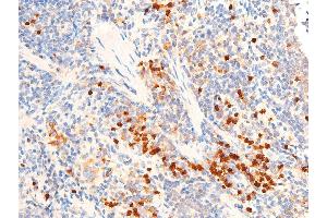 ABIN6267067 at 1/100 staining mouse spleen tissue sections by IHC-P. (TGFB1 anticorps  (C-Term))
