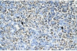 Human Spleen; ASGR2 antibody - N-terminal region in Human Spleen cells using Immunohistochemistry (Asialoglycoprotein Receptor 2 anticorps  (N-Term))