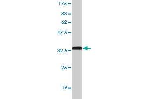 Western Blot detection against Immunogen (33.
