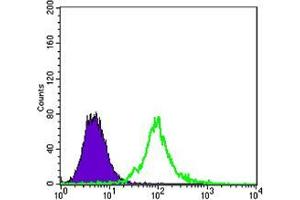 Flow cytometric analysis of 3T3/L1 cells using KLHL13 mouse mAb (green) and negative control (purple).
