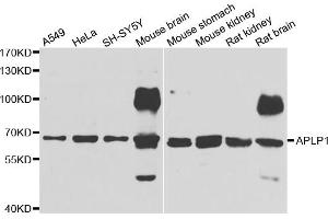 Western blot analysis of extracts of various cell lines, using APLP1 antibody (ABIN5975741) at 1/1000 dilution.