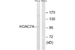 Western blot analysis of extracts from HeLa cells, using HDAC7A(Ab-155) antibody. (HDAC7 anticorps  (Ser155))