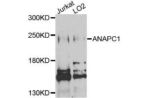 Western blot analysis of extracts of various cell lines, using ANAPC1 antibody (ABIN5971813) at 1/1000 dilution. (APC1 anticorps)