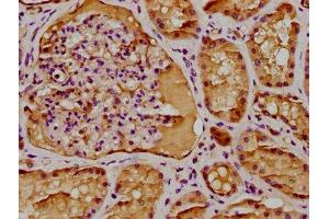 IHC image of ABIN7145754 diluted at 1:300 and staining in paraffin-embedded human kidney tissue performed on a Leica BondTM system.