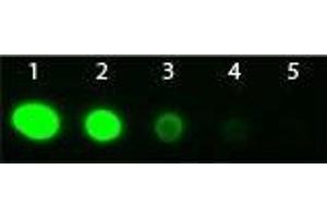 Dot Blot of Goat Fab2 anti-Rabbit IgG Antibody Fluorescein Conjugated Pre-Absorbed. (Chèvre anti-Lapin IgG (Heavy & Light Chain) Anticorps (FITC) - Preadsorbed)