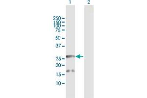 Western Blot analysis of BCAP29 expression in transfected 293T cell line by BCAP29 MaxPab polyclonal antibody. (BCAP29 anticorps  (AA 1-241))