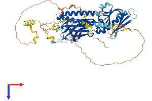 AlphaFold protein structure predicition of Mouse Recombinant Rtkn Protein, UniprotID Q8C6B2