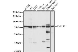 Western blot analysis of extracts of various cell lines, using ZNF133 antibody (ABIN7271454) at 1:1000 dilution. (ZNF133 anticorps  (AA 1-220))
