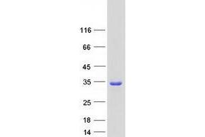 Validation with Western Blot