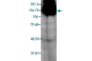 Western blot analysis in Hcn4 transfected HEK cell with Hcn4 monoclonal antibody, clone S114-10 .