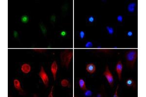 Immunofluorescence Microscopy of Rabbit Anti-Histone H3 [ac Lys4, p Thr3] Antibody. (Histone 3 anticorps  (H3K4ac, pThr3))