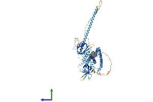 AlphaFold protein structure predicition of Mouse Recombinant Appl1 Protein, UniprotID Q8K3H0