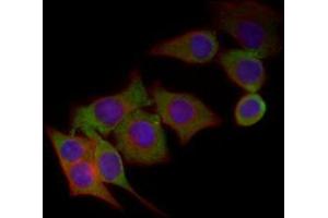 Immunofluorescence analysis of HepG2 cells using CHGA mouse mAb (green).