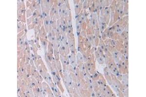 IHC-P analysis of Mouse Tissue, with DAB staining. (Laminin gamma 1 anticorps  (AA 1228-1404))