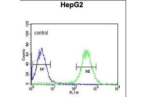 ARSI Antibody (C-term) (ABIN653875 and ABIN2843126) flow cytometric analysis of HepG2 cells (right histogram) compared to a negative control cell (left histogram). (Arylsulfatase I anticorps  (C-Term))