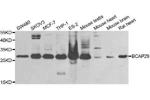 Western blot analysis of extracts of various cell lines, using BCAP29 antibody. (BCAP29 anticorps  (AA 125-241))