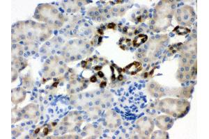 Anti- PGRMC1 Picoband antibody, IHC(P) IHC(P): Mouse Kidney Tissue (PGRMC1 anticorps  (Middle Region))