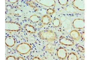 Immunohistochemistry of paraffin-embedded human kidney tissue using ABIN7148497 at dilution of 1:100